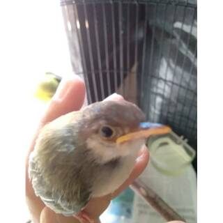 500+ Gambar Burung Prenjak Merah HD Terbaru
