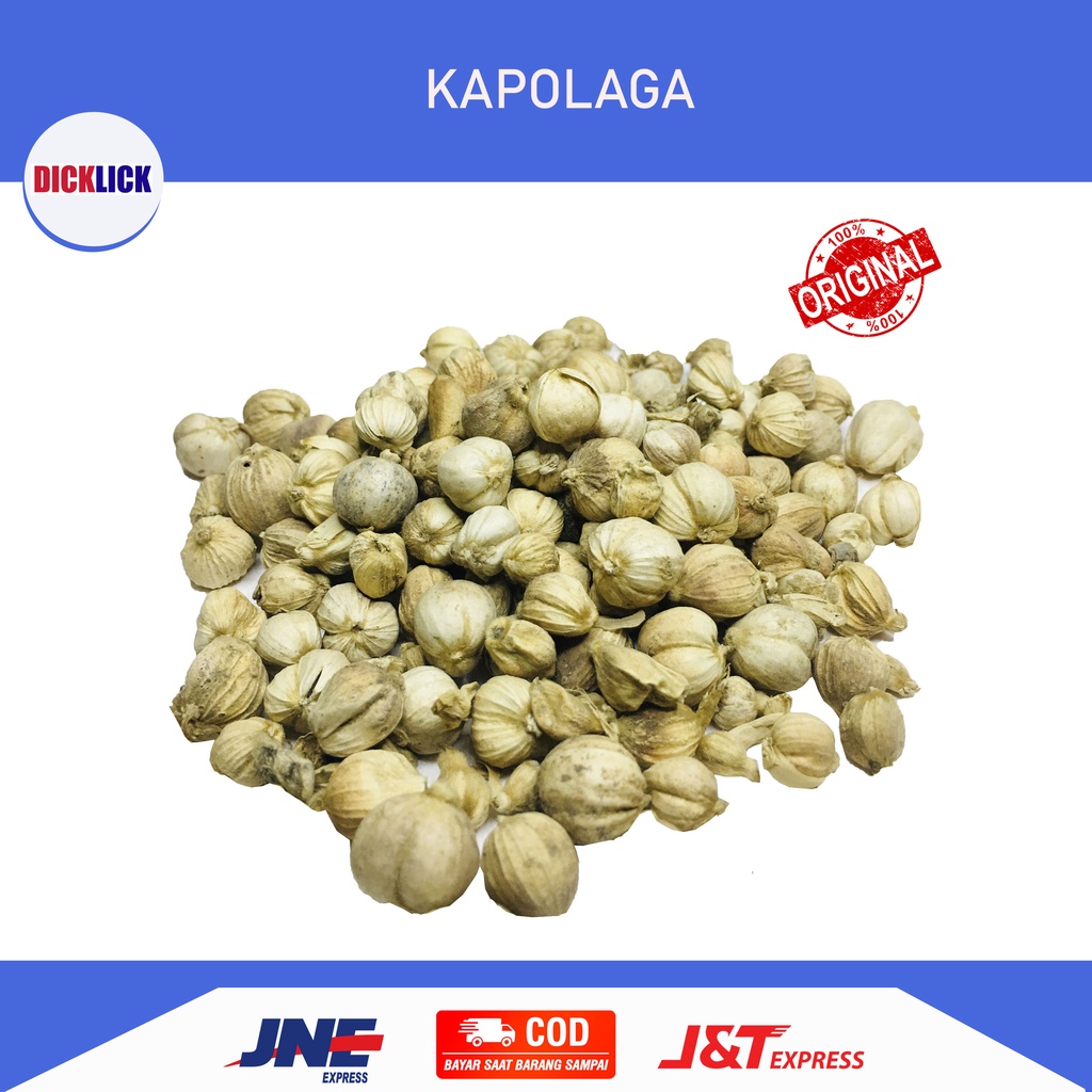 

KAPOL/KAPOLAGA ASLI BERSIH BERKUALITAS 50GR