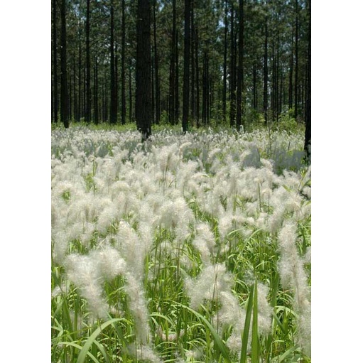 Kedaibenih - Benih Bibit Bunga Ilalang ~ 500 Biji