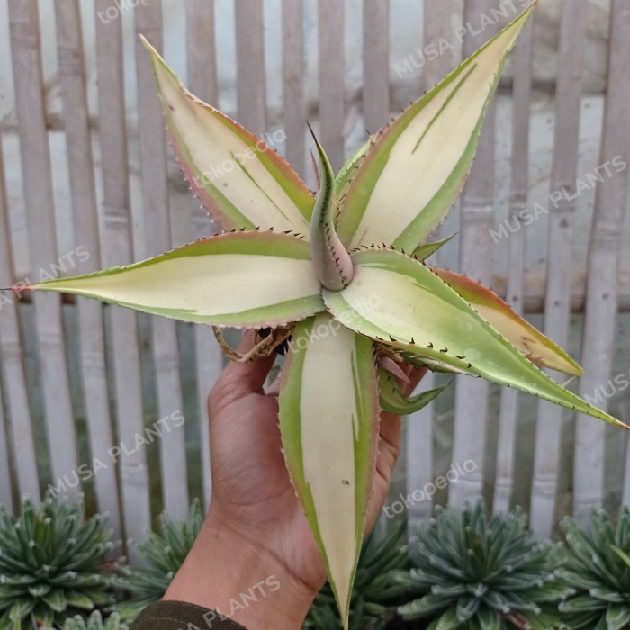 agave guiengola mediopicta KAKTUS SUKULEN | TANAMAN HIAS