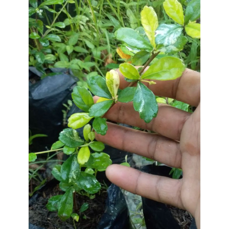 hokiantea varigata