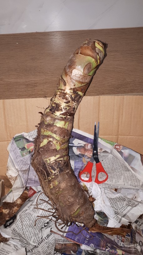 Paket Jumbo (watsonianaprinceps)