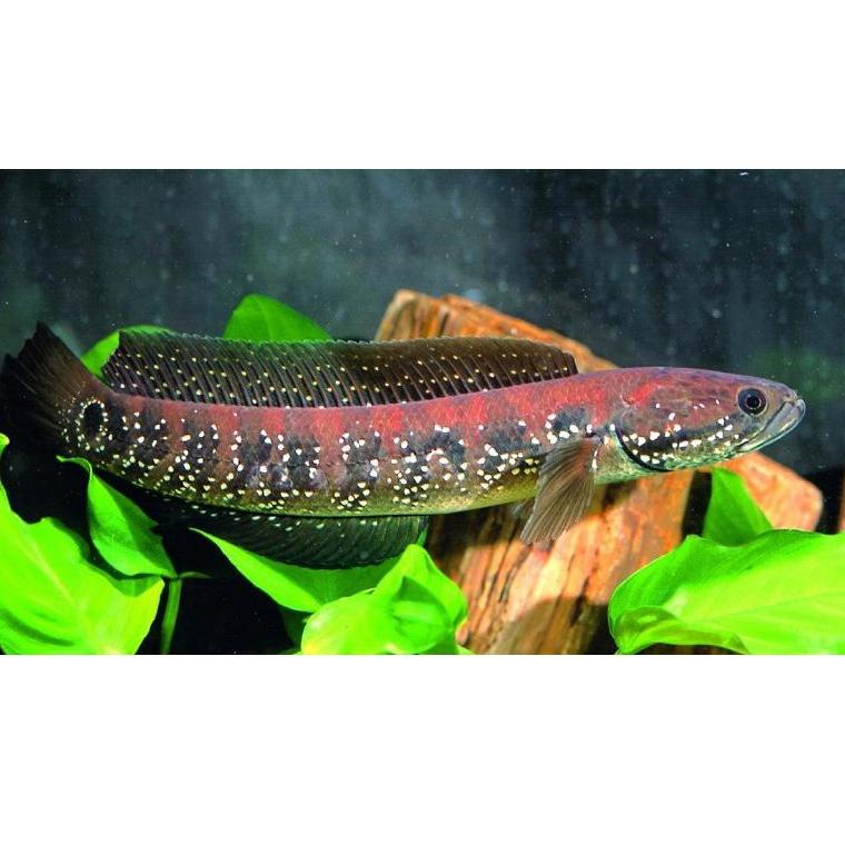 [CC6NL9537] Channa Asiatica Rs Pure 5-6 cm Red stripe/ channna FULL MUTIARA
