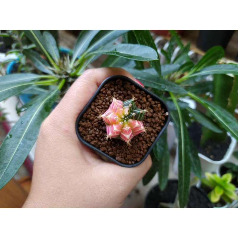 mihanovichii hybrid var