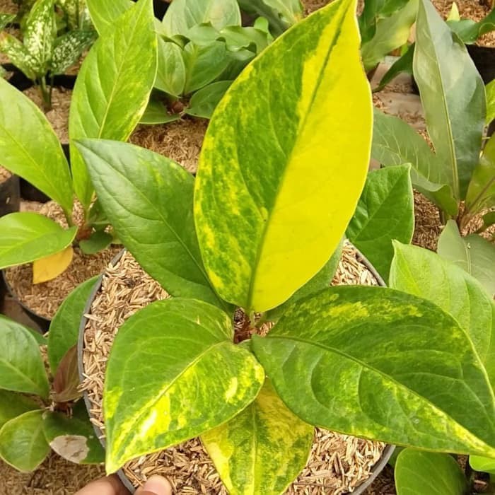 Tanaman Hias Anthurium Jemani Variegata - Jemani Cobra Variegata