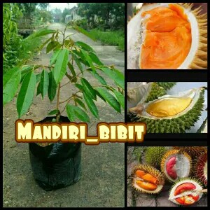3 paket bibit durian