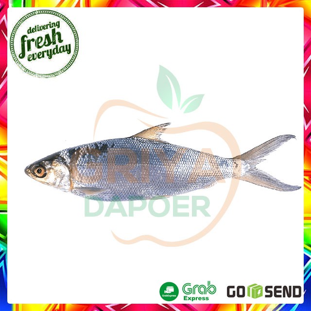 

IKAN BANDENG - 500 GRAM
