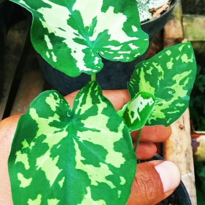 Hbi149 Tanaman Hias Keladi Armi Keladi Army Look Caladium Shopee Indonesia