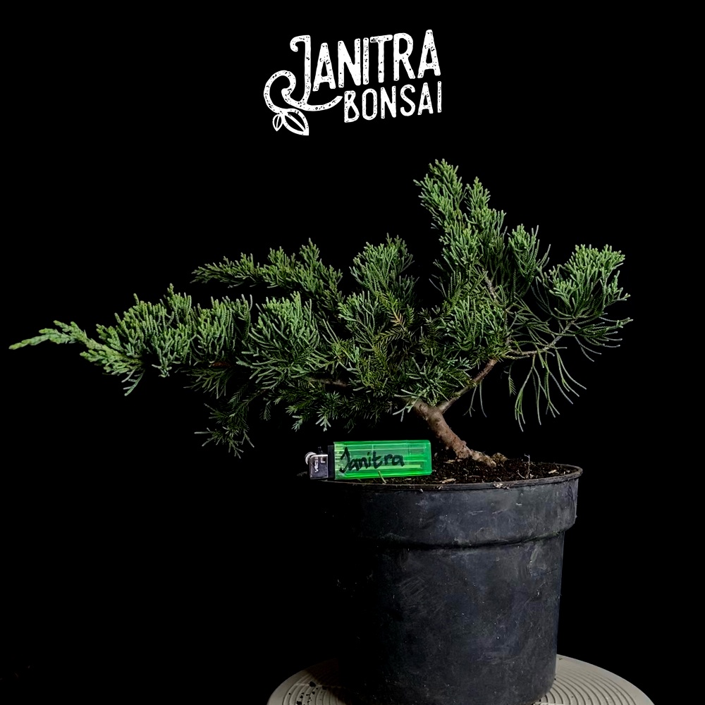 Bahan bonsai cemara blue sinensis