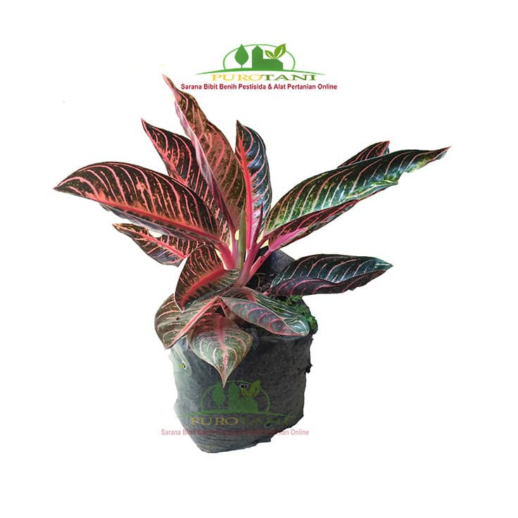 Aglonema Red Sumatera Red Sumatra