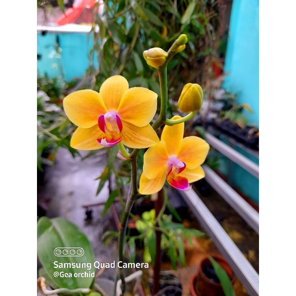 Anggrek Bulan mini orange  wangi  plant Mekar