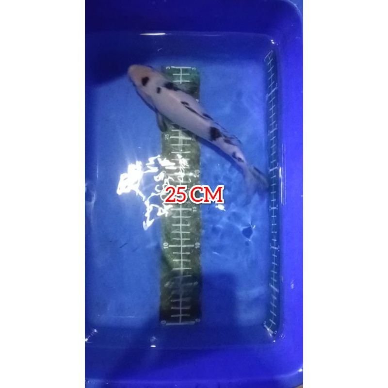 IKAN KOI SHIRO BEKO 25 CM