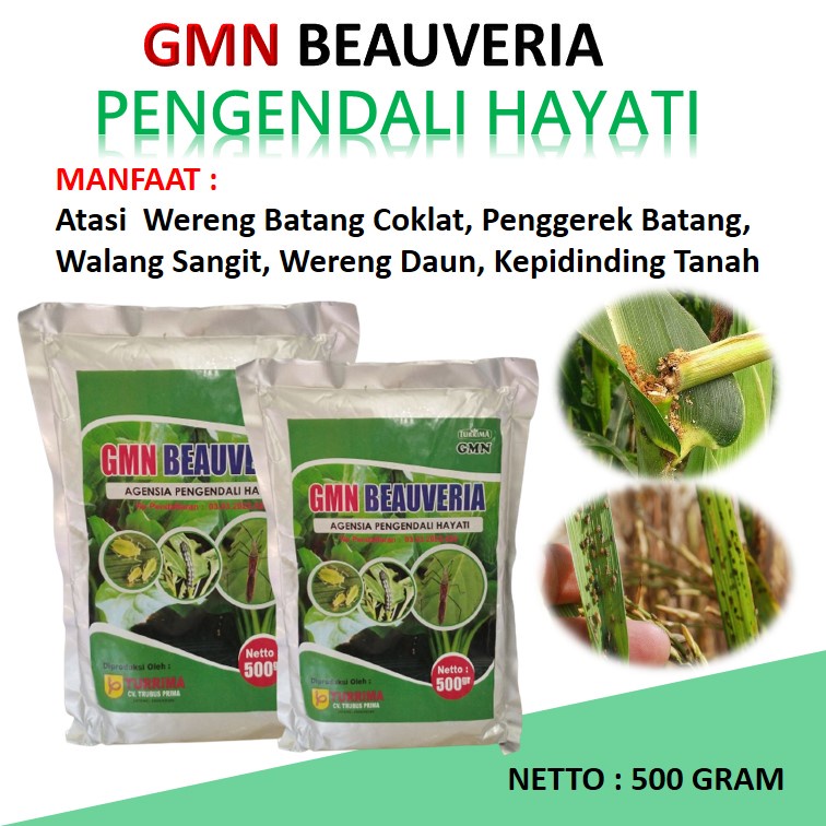 Pengendali Hayati Beauveria bassiana hama trip, Obat Pembasmi Hama Bawang Merah, Bawang Putih