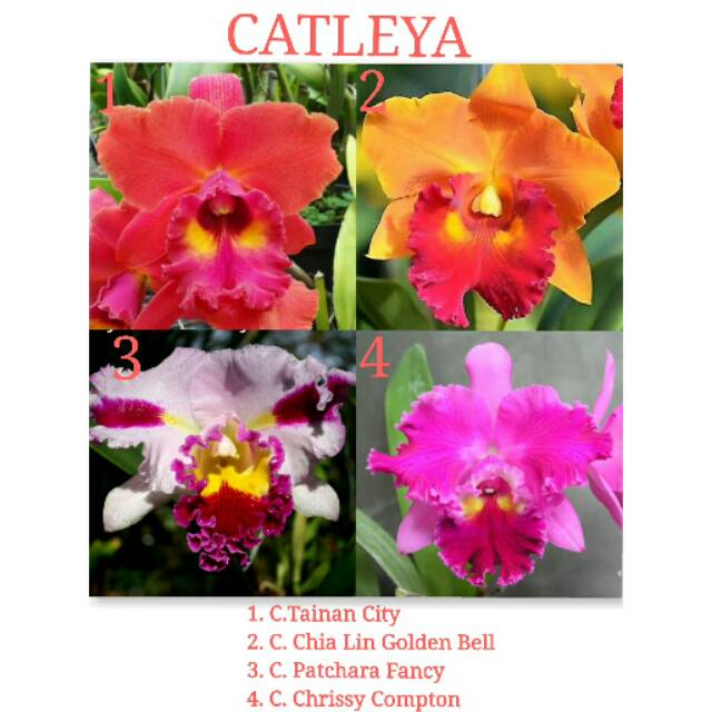 CATLEYA PRA DEWASA