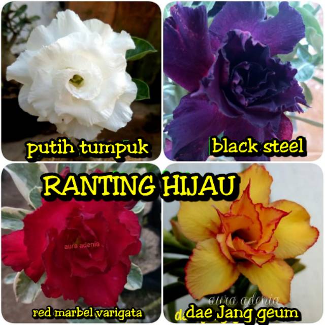 Paket 4 jenis bibit bunga kamboja Jepang putih tumpuk,black steel,red marbel varigata,Dae Jang geum