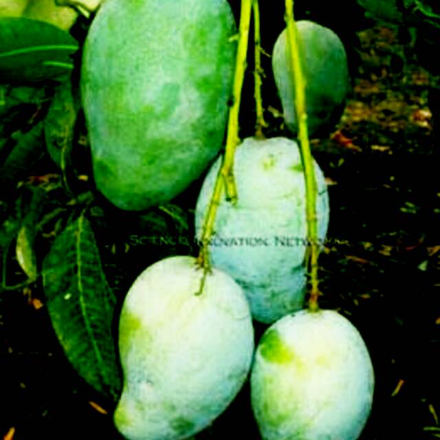 

Bibit Buah Unggulan Mangga Gadung Manis Dan Rajin Berbuah.