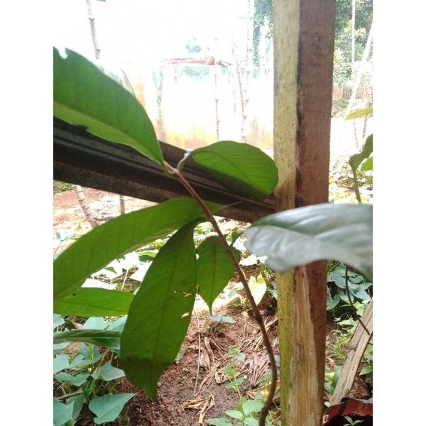 BIBIT POHON SALAM SUDAH TINGGI