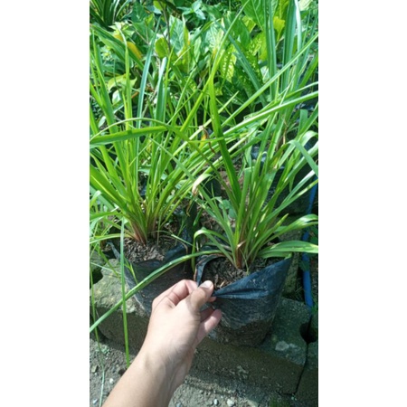 Bibit tanaman bunga sedap malam wangi super