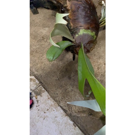 tanaman simbar alias tanduk rusa