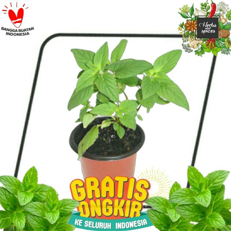 Bibit Tanaman Mint Jenis Mojito
