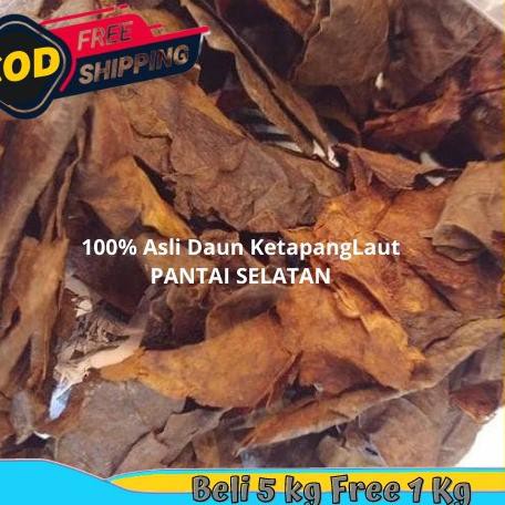 

( TER )DAUN KETAPANG LAUT OLAHAN 5KG SIAP PAKAI .