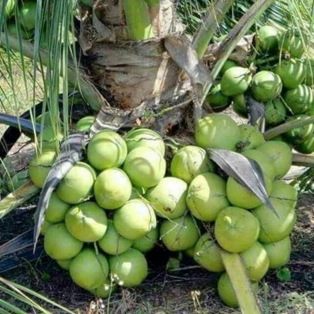 Bibit Kelapa Pandan Wangi Premium