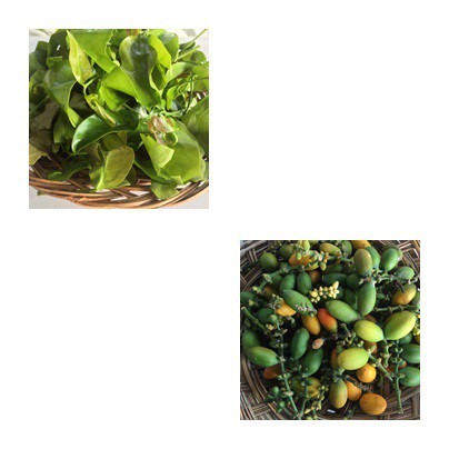 

Daun Melinjo/Biji Melinjo/MIX