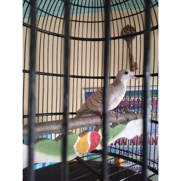 PERKUTUT SILVER GACOR SUARA BESAR MANTABBB...