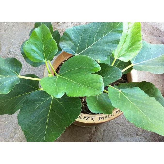 end Hot Product  Tanaman Bibit Buah Tin Black Madeira Bergaransi