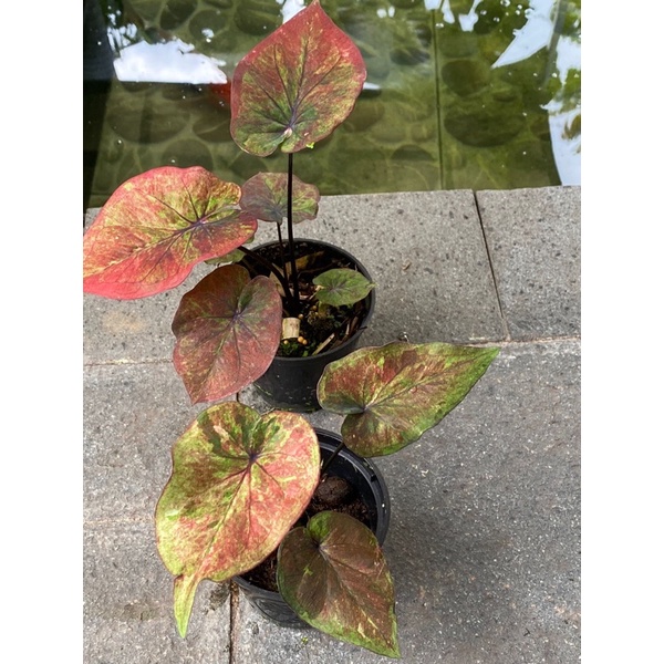 Thai Series Calladium