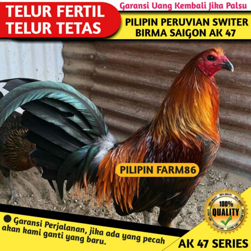 Telur Ayam Fertil / Telur Tetas Ayam AK 47 Pilipin Switer Peruvian / Bukan Ayam Bangkok