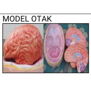 

otak torso model kepala otak ukuran pxlxt 22x15x17 cm