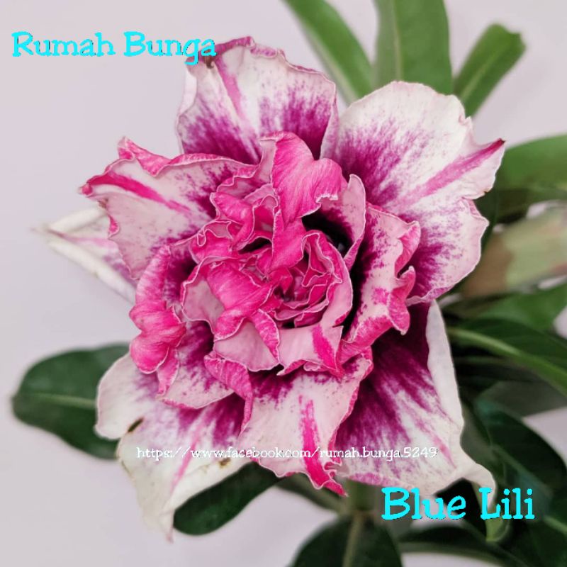 ADENIUM BUNGA TUMPUK *BLUE LILI*
