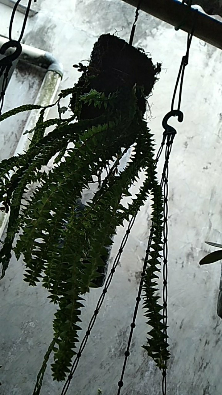 Bibit Tanaman Hias Huperzia Subur Dengan Media Pakis Lempeng