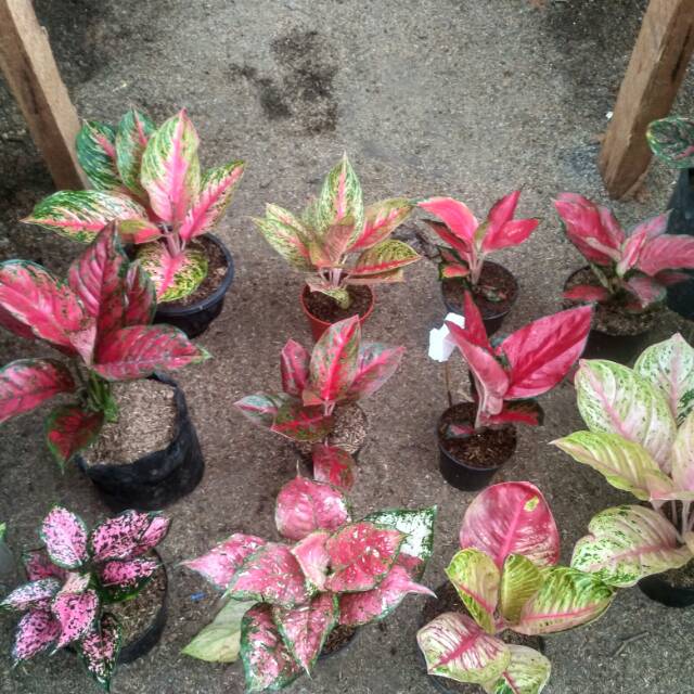 Aglonema import paket mewah