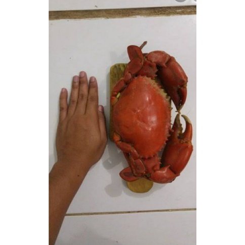 

1 kg Kepiting Papua