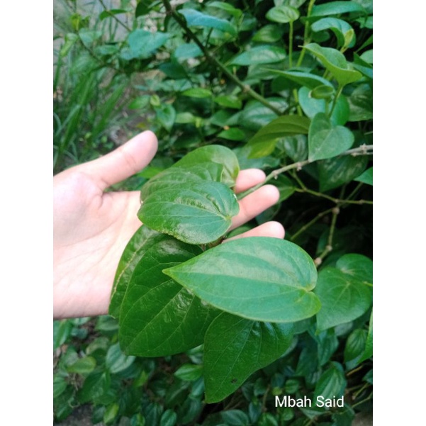 

Tanaman Obat Herbal Daun Sirih Hijau Segar Mbah Said