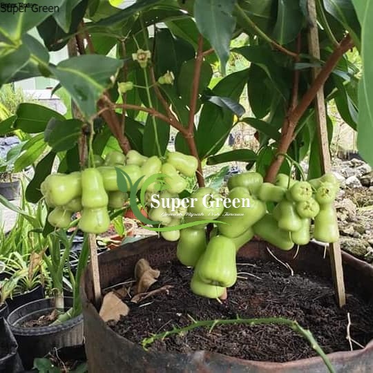 Bibit Jambu Air Madu Deli Hijau Super Manis