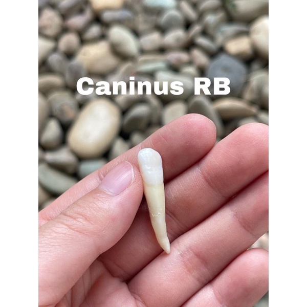 Gigi Praktikum Asli Caninus Rahang Bawah