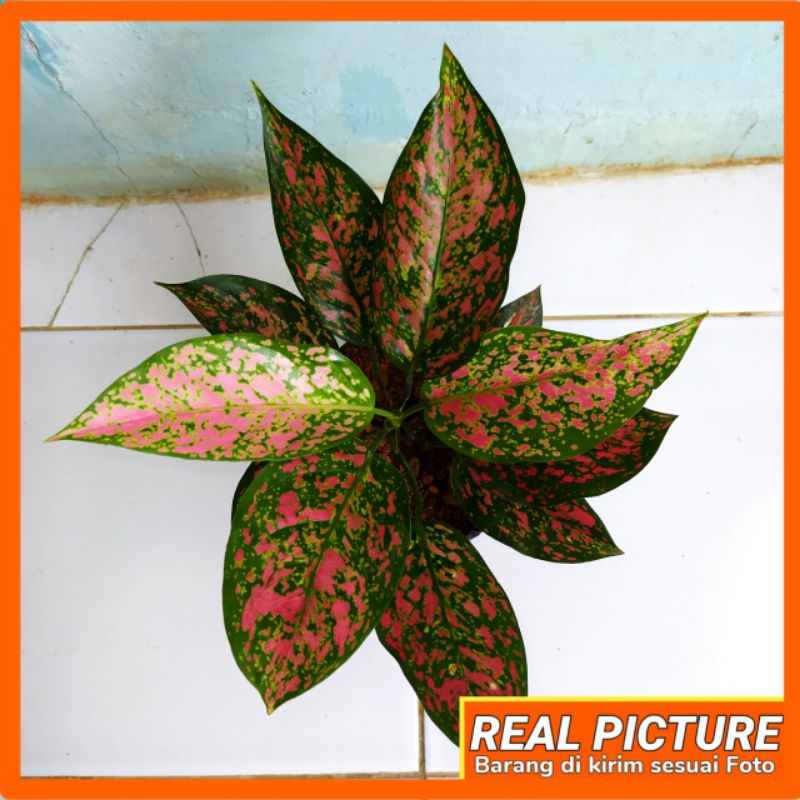 aglonema ruby batik dewasa