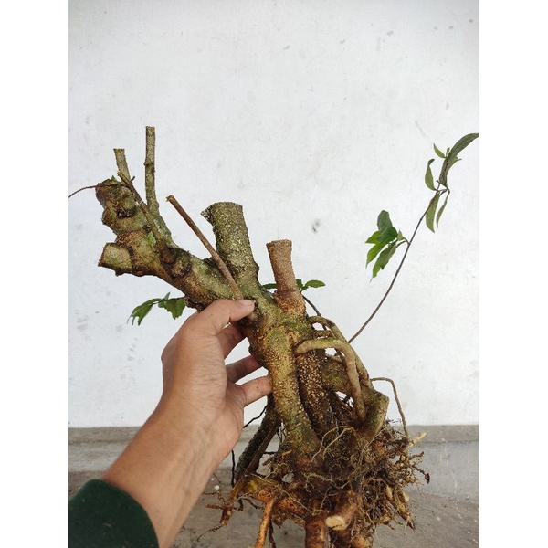 Bonsai anting putri batang putih