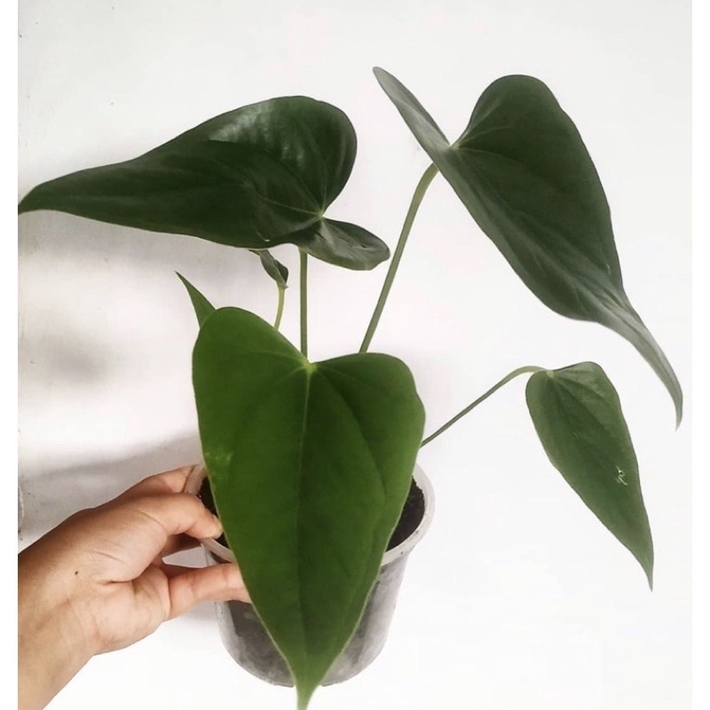 Tanaman hias Anthurium mickey mouse blue/red--tanaman anthurium-bunga hidup-tanaman hidup-tanaman bu