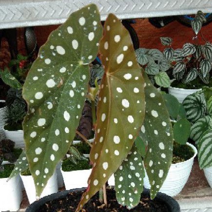 Tanaman Hias Begonia Polkadot Ukuran Besar/Tanaman Hias Begonia Polkadot