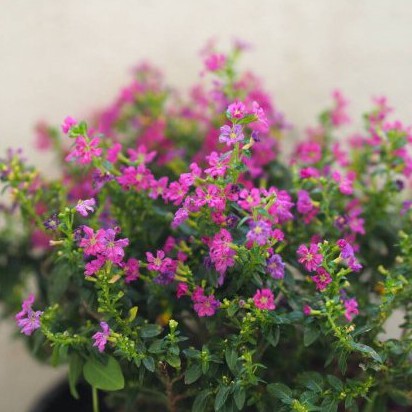 Taiwan Beauty berbunga (Cuphea Hisssopifolia ) - Tanaman Hias  - Bibit Tanaman Hias Hidup Termurah Sedunia