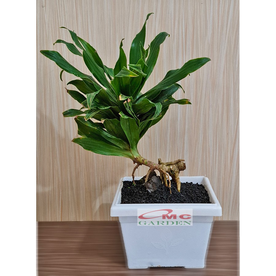 Tanaman Hias Bonsai Bonsae Dracaena Compacta Green Jewel Hanjuang Andong Kemoceng B-DC-001