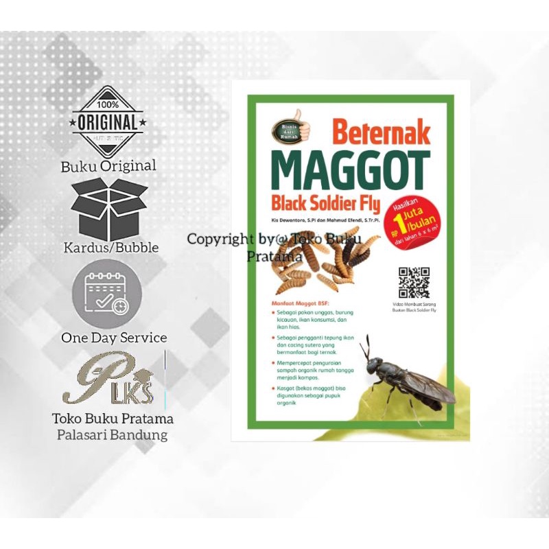 Beternak Maggot Black Soldier Fly