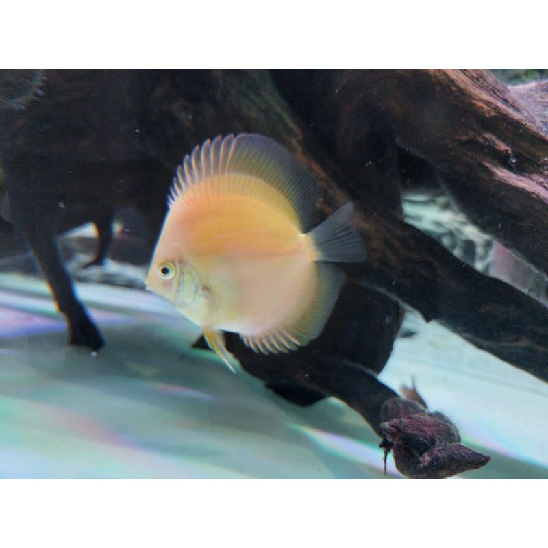 Discus 1.5 inch (chat dulu)