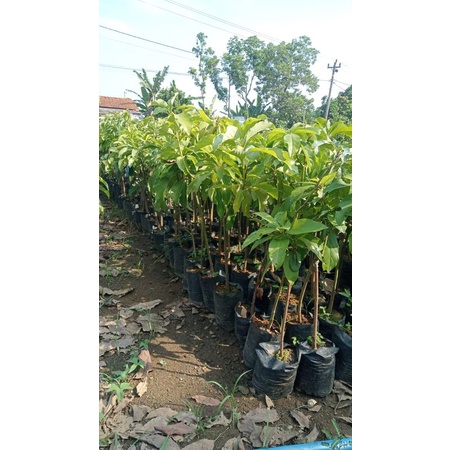 Alpukat Aligator 1 meter Bibit Alpukat Aligator Super