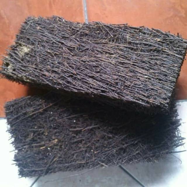 Media tanam akar pakis lempengan lempengan akar pakis