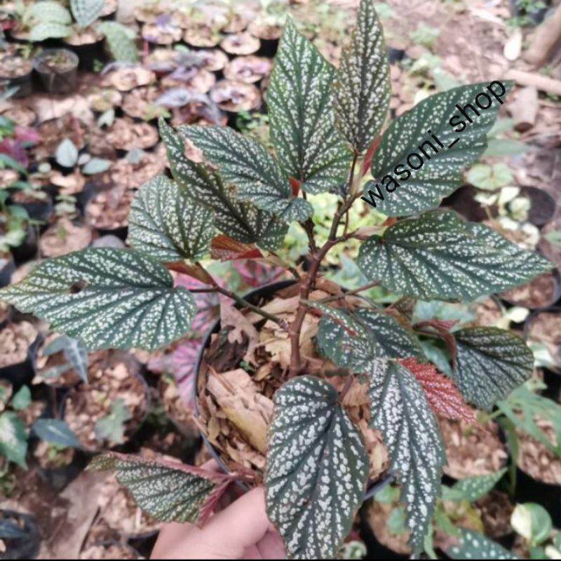(BISA COD)TANAMAN HIAS BEGONIA BINTIK SALJU